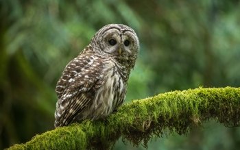 4K Ultra Hd Barred Owl Wallpapers | Background Images 219_X_350_jpg