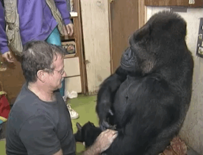 These Photos Of Koko The Gorilla Mourning The Loss Of Robin Williams Are Incredibly Moving