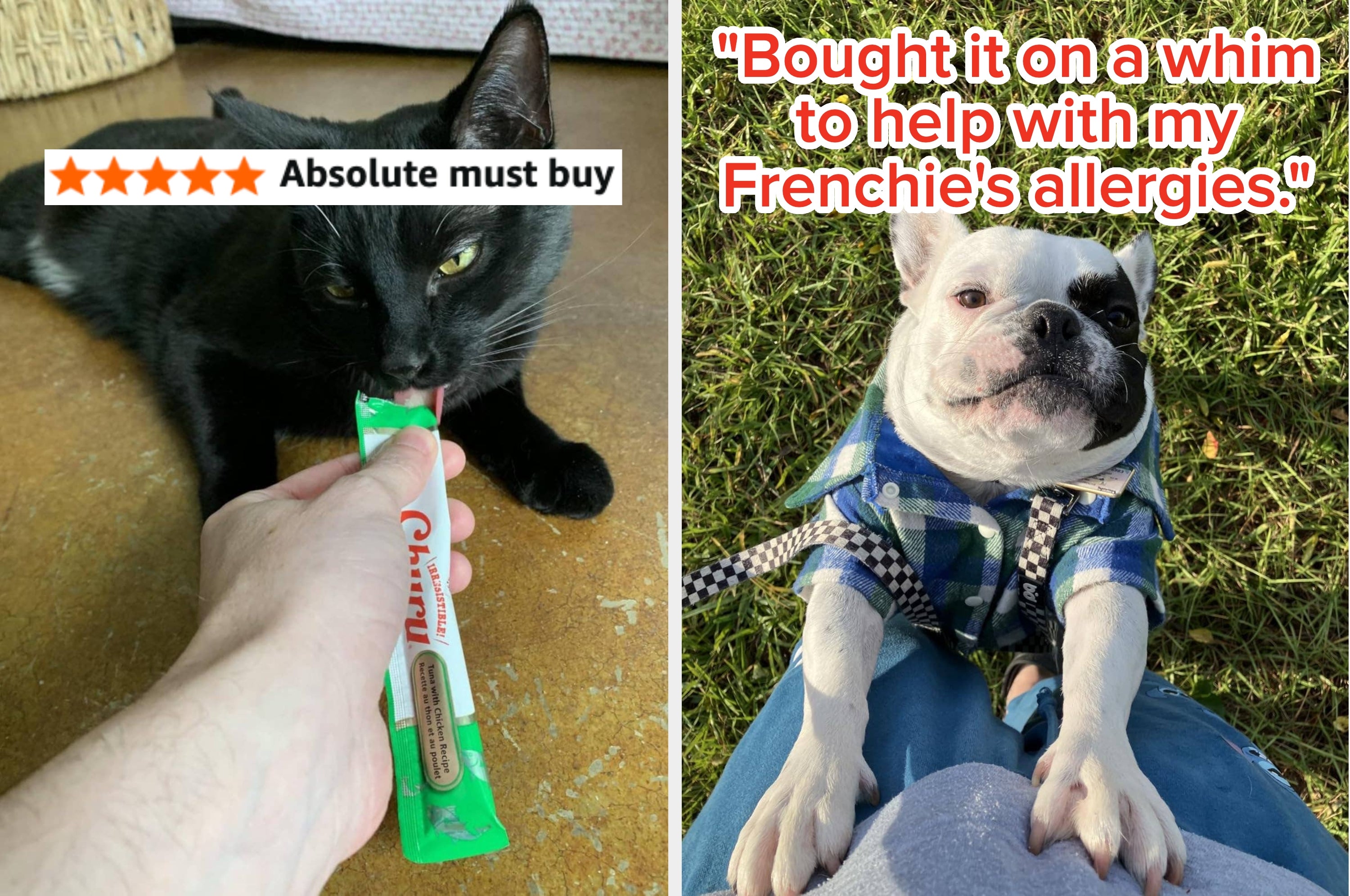 All The Best Prime Day Deals For Dog Owners