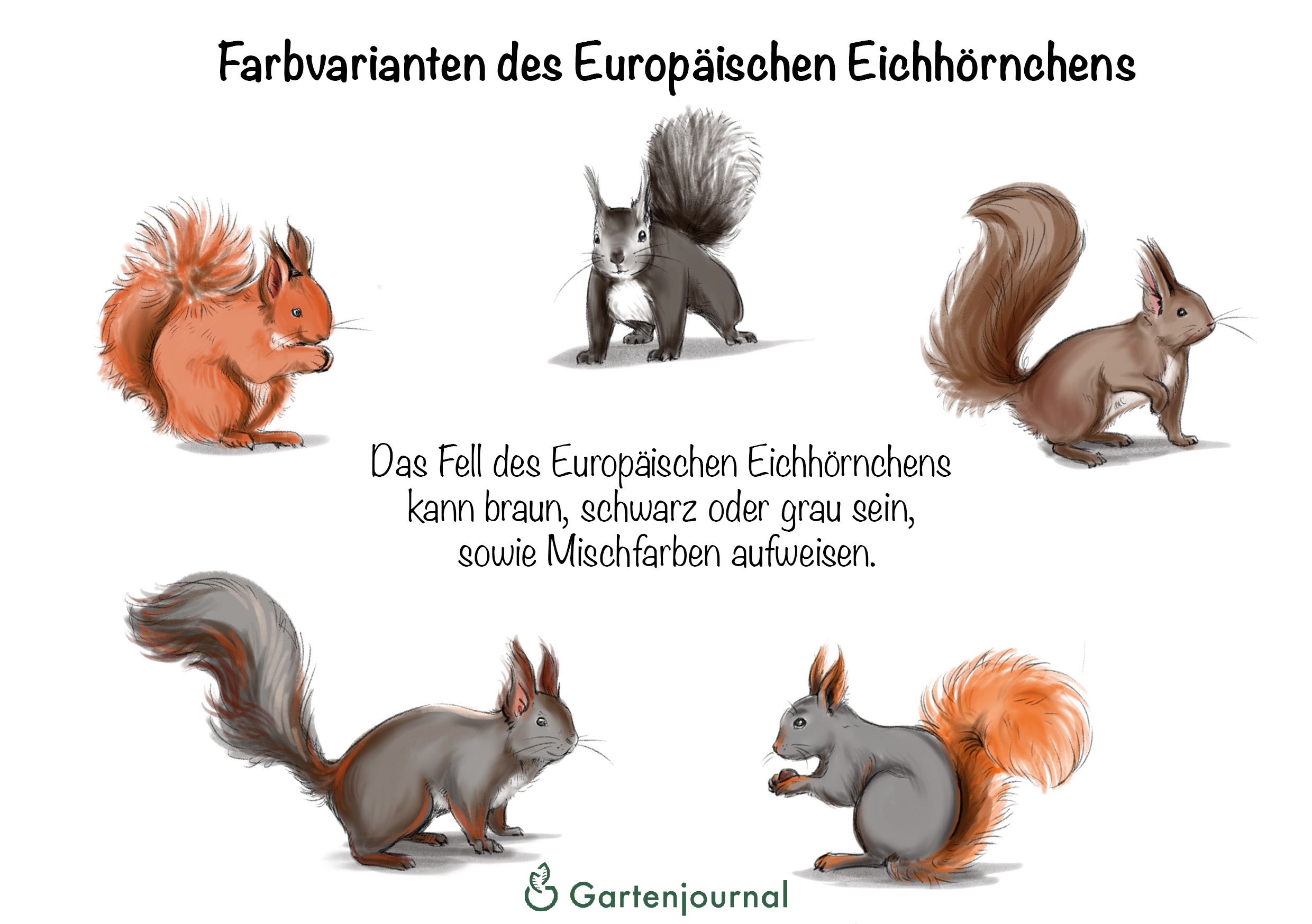 Eichhornchen Futter Lebensweise Und Infos Zu Den Putzigen Tierchen