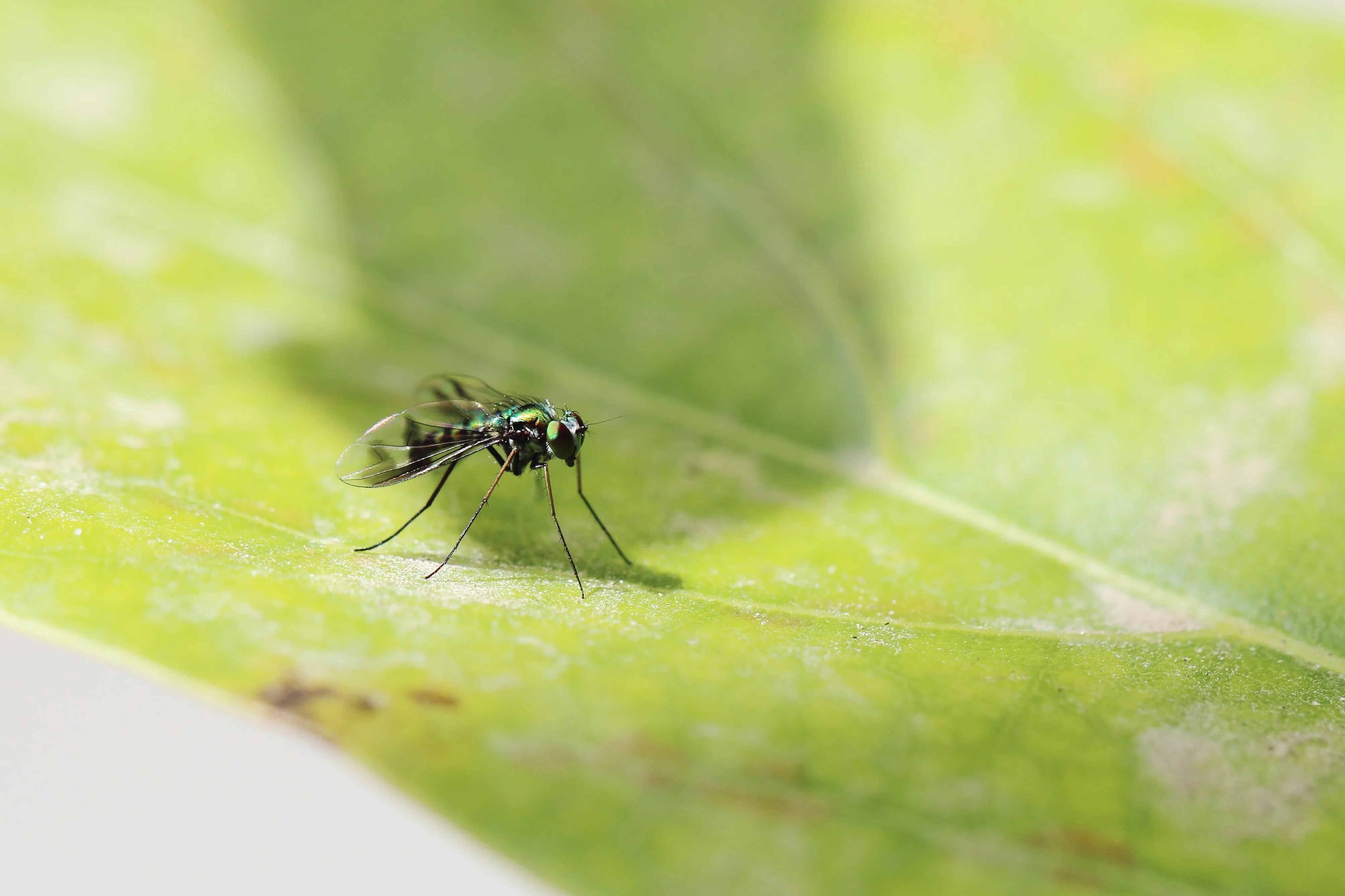 Απίστευτα αποτελεσματικές συμβουλές για να πάρουμε πίσω αυλή και κήπο από τα κουνούπια