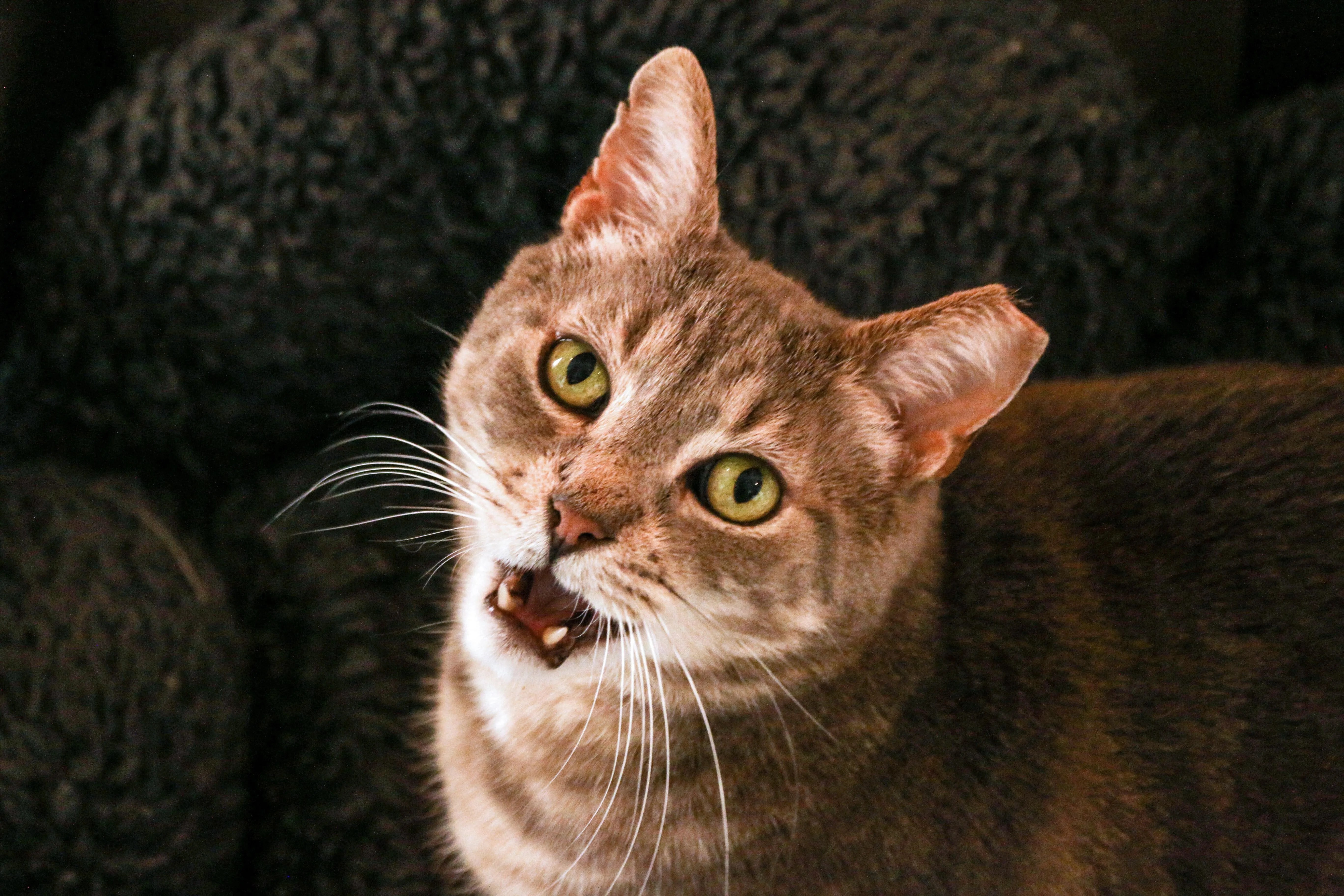 I Learned Why My Cat Meows Every Night, And It’s Emotional