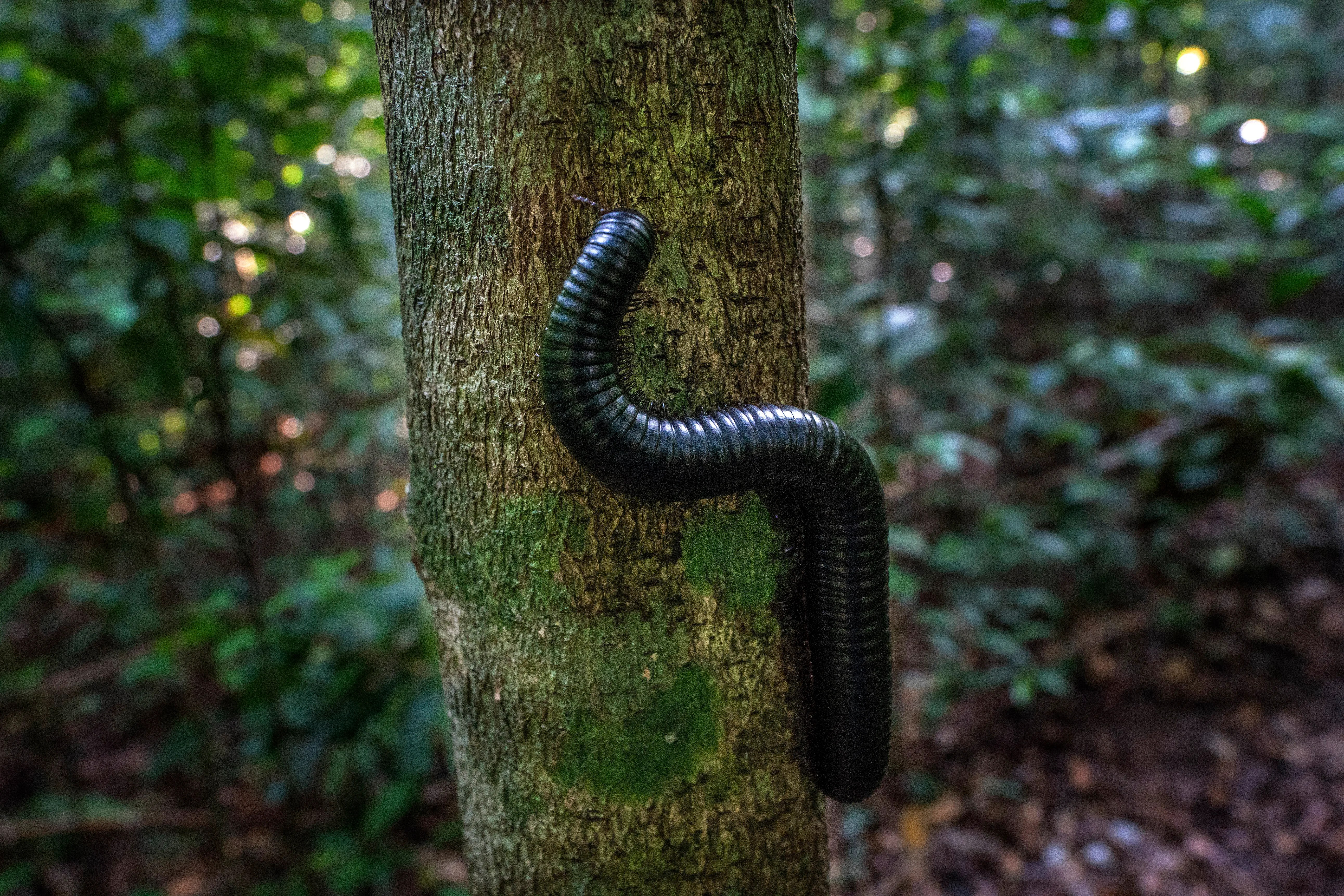 Millipedes Aren’t Insects: Their Relatives Live In The Sea