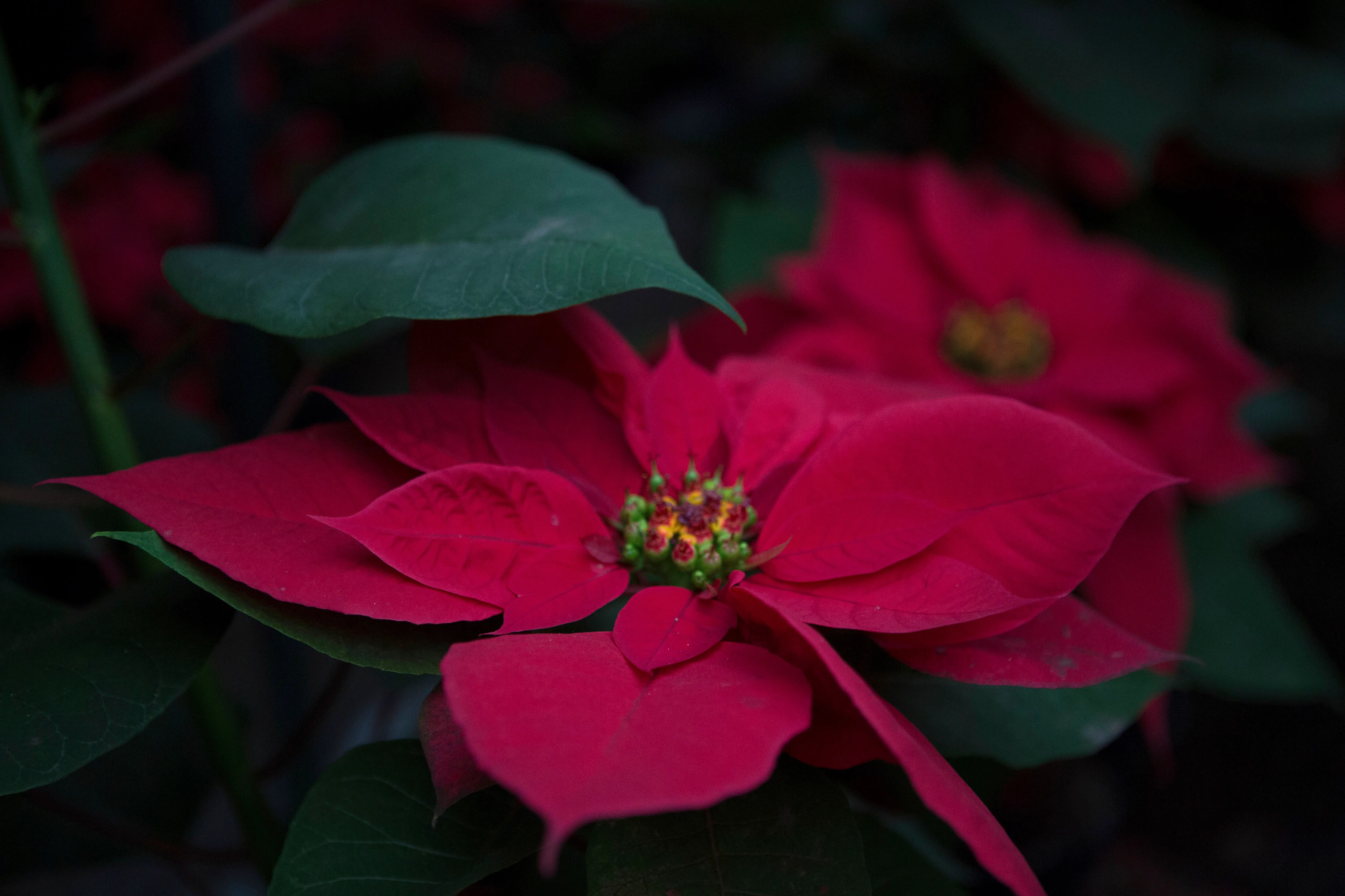 This Common Mistake May Be Ruining Your Poinsettia Before Christmas