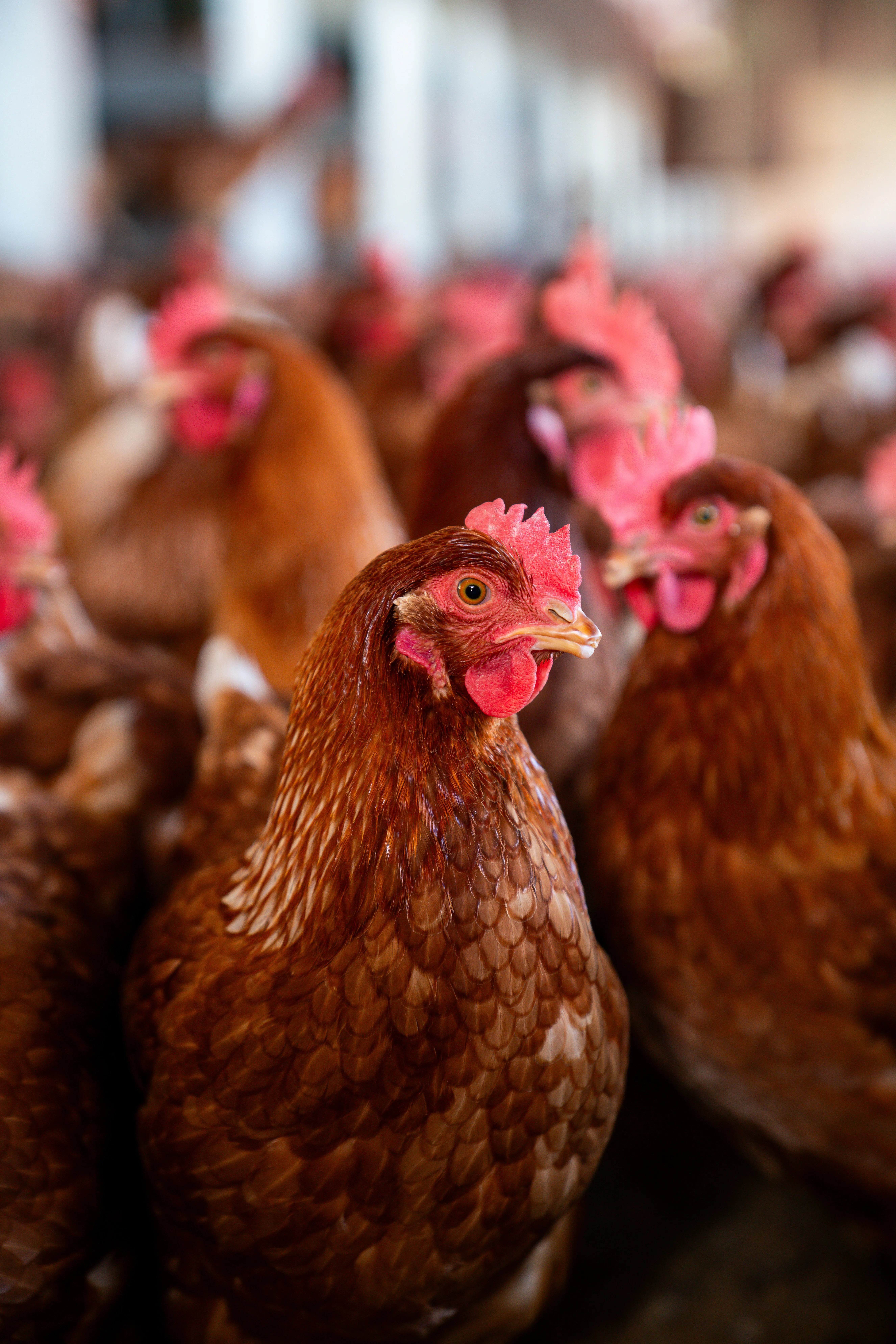 RFK Jr Says Maybe We Should Just Let The Bird Flu Run Rampant