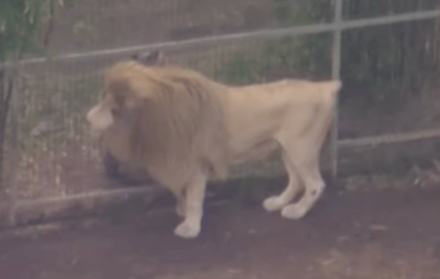 Lion Attacks Woman At Australian Zoo, Severely Injuring Her Arm