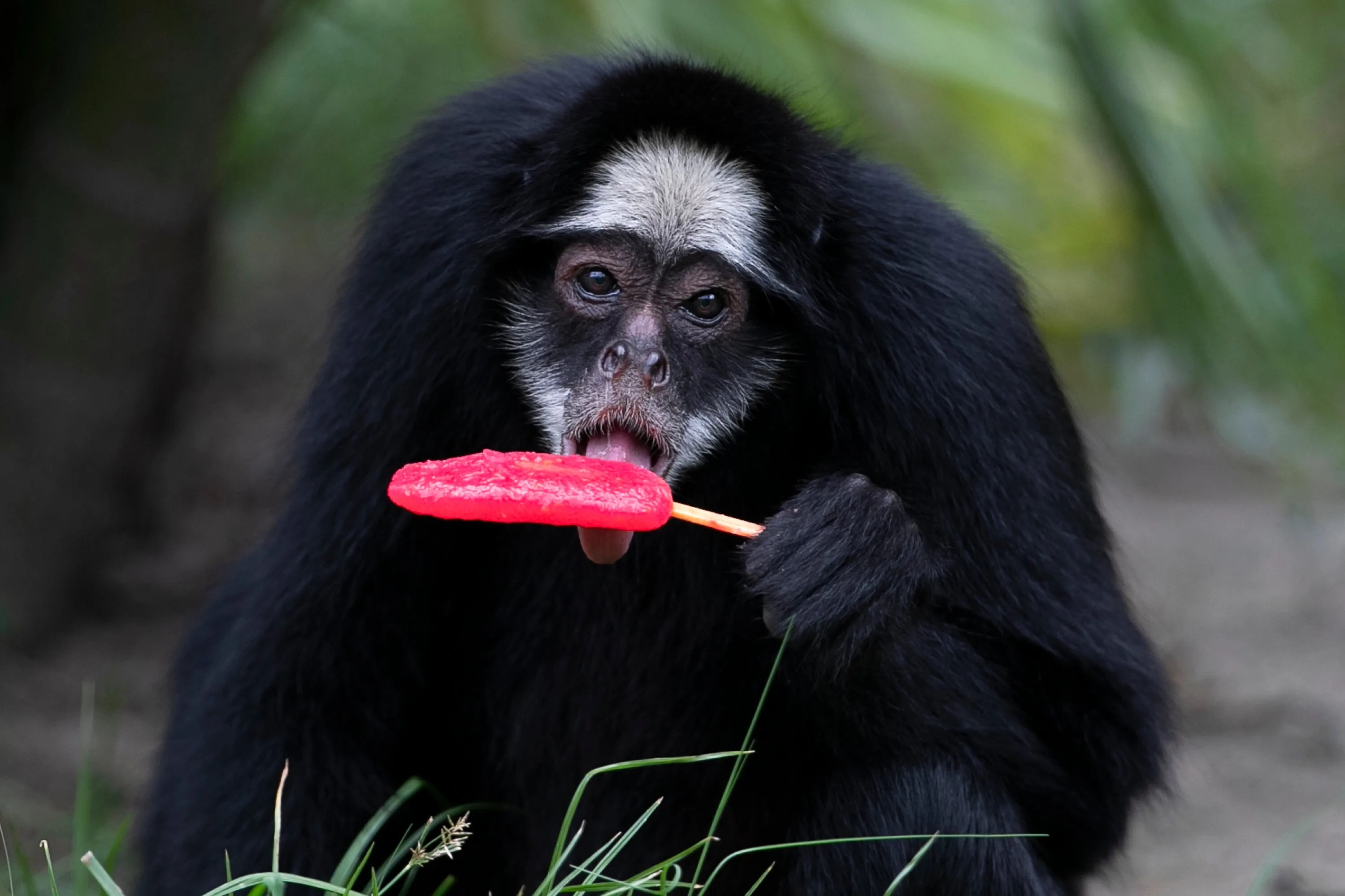 Rio De Janeiro Zoo Animals Are Treated To Popsicles As The Brazilian City Faces Scorching Summer Weather