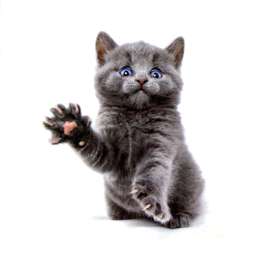 Il Gatto Carino Degli Occhi Azzurri Tatuaggi Temporanei Impermeabili Adesivo Bellezza Animali Tatuaggio Arte Del Corpo Acquista In Modo Economico — Spedizione Gratuita, Recensioni Reali Con Foto — Joom 850_x_850_jpg