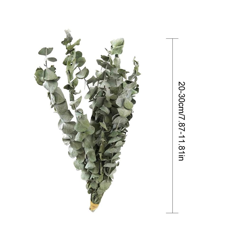 Eucalyptus Nordique Seche Fleur Branches Claire Texture Unique Elegant Eucalyptus Fleur Sechee Bouquet Acheter A Prix Bas Livraison Gratuite Avis Reels Avec Des Photos Joom