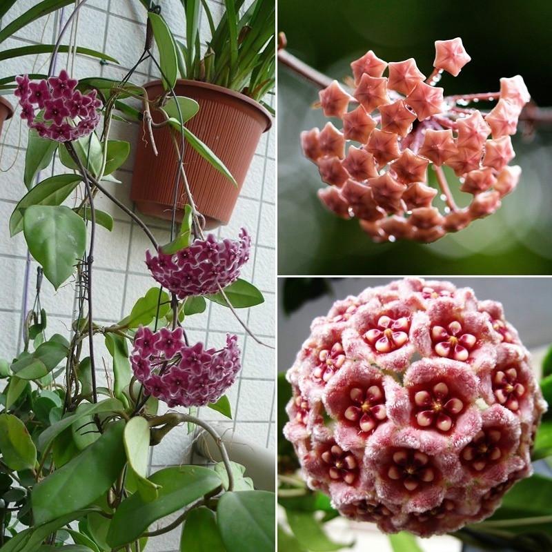 Buy Orchid Ball Rare Ball Orchid Flower Perennial Plant Hoya Carnosa Seed Bonsai Seeds Pot Plant At Affordable Prices Free Shipping Real Reviews With Photos Joom
