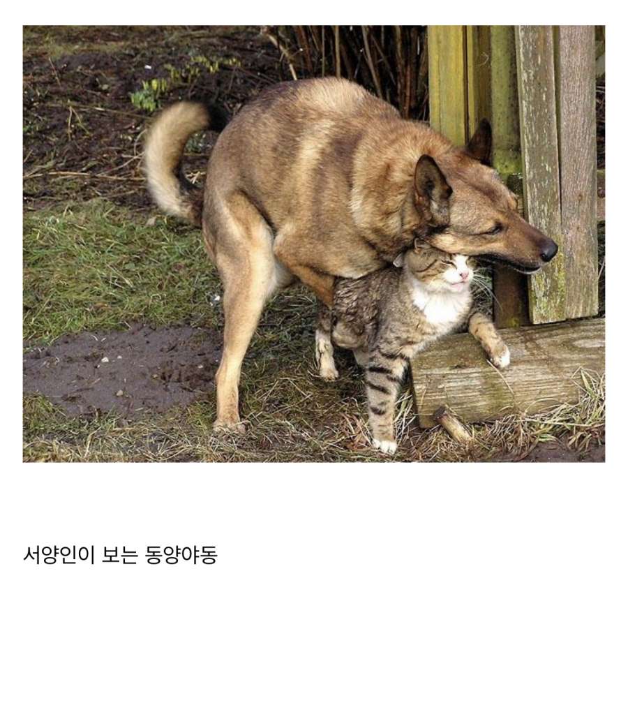 동양 야동과 서양 야동 동양 야동