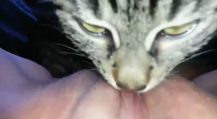 Di Jilat Kucing Streaming Yakwad Video Bokep Doodsflix