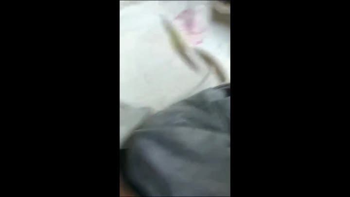 Viral Jilbab Pokeh Croot Sotwe Simontok Doodflix