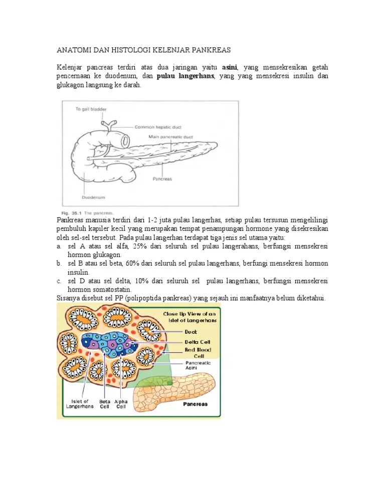 Anatomi Dan Histologi Kelenjar Pankreas | PDF