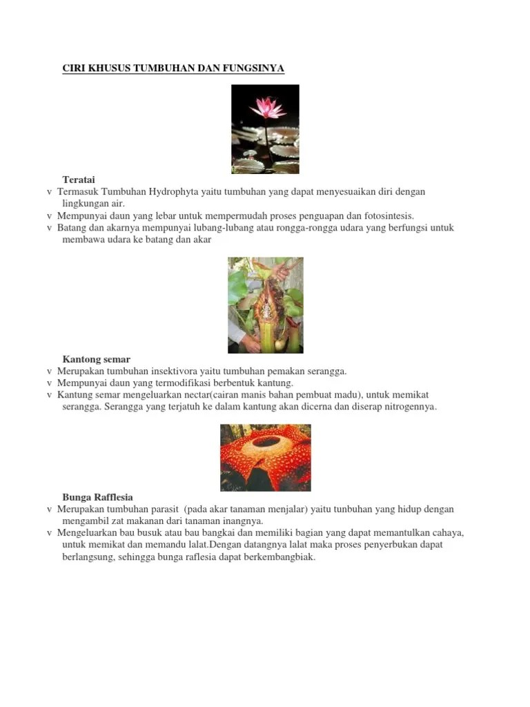 Ciri Khusus Tumbuhan Dan Fungsinya | PDF