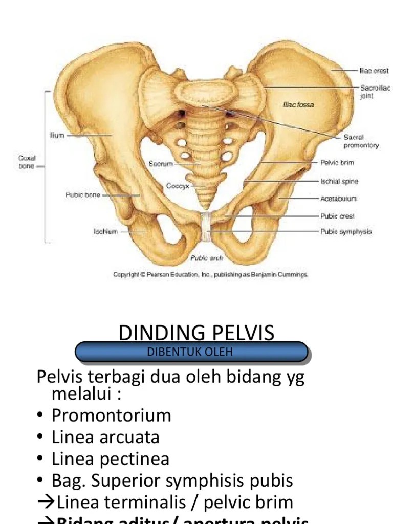 SP Pelvis Anatomi | PDF