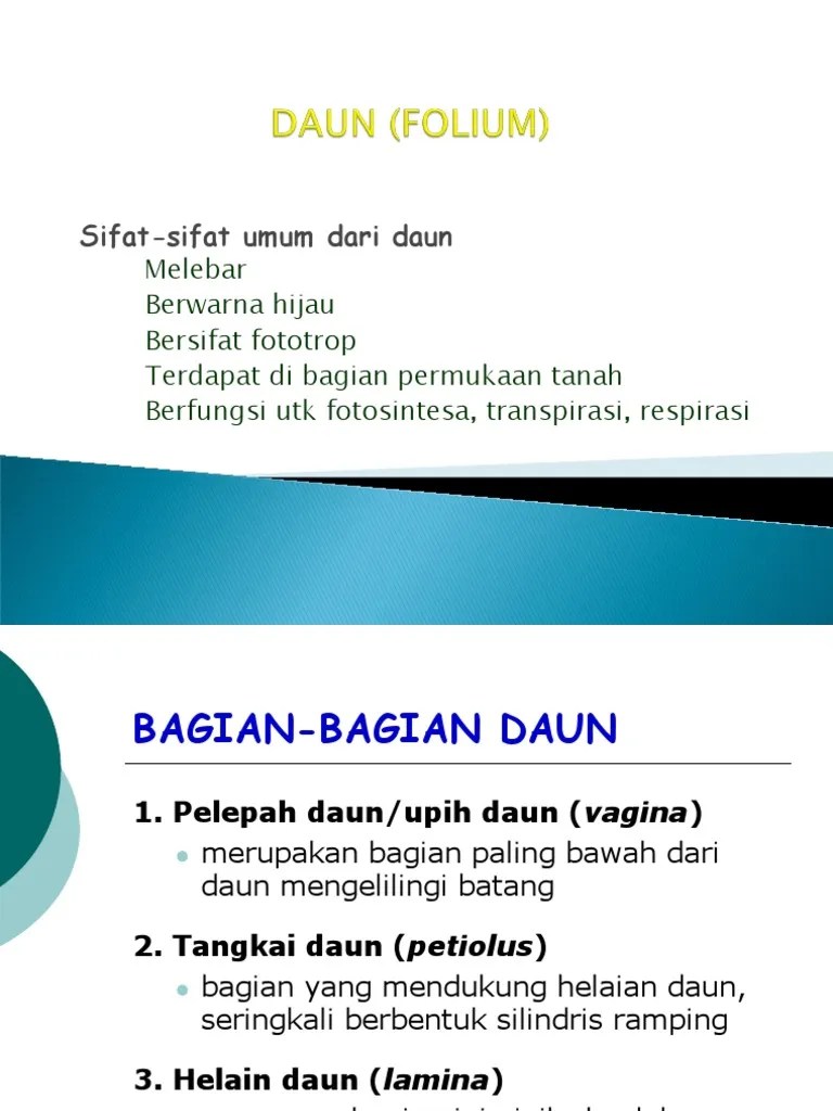 Struktur Daun Tunggal | PDF
