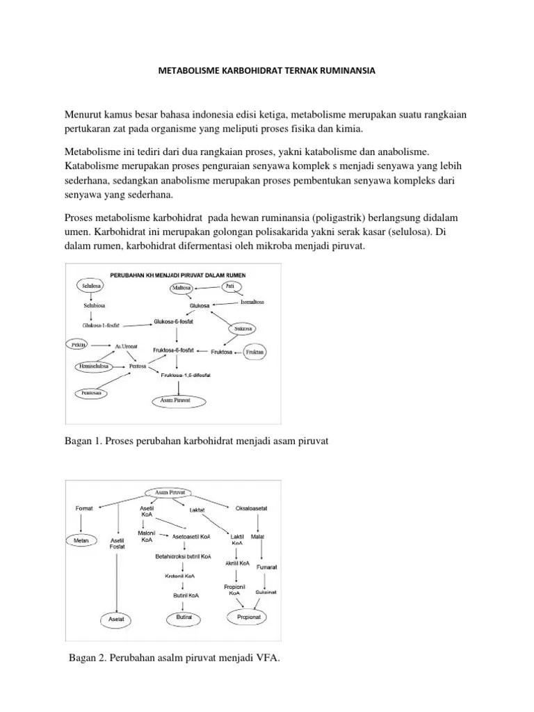 Metabolisme Karbohidrat Ternak Ruminansi1 | PDF