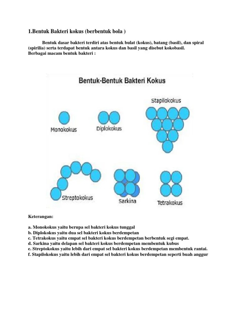 Bentuk Bakteri Ahmaddddddddddddddd | PDF