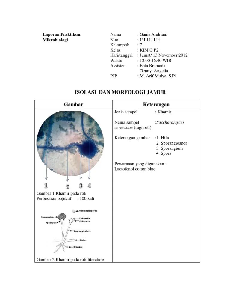 Laporan Morfologi Jamur Ganis | PDF