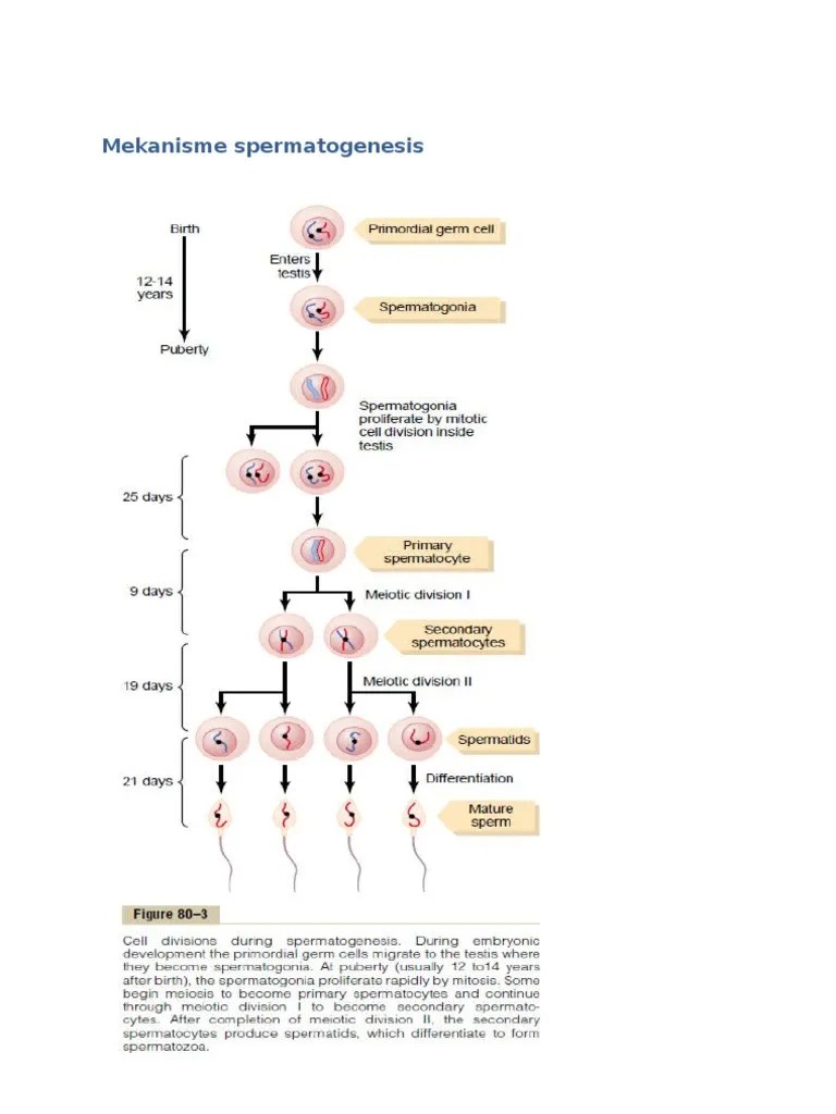Mekanisme Spermatogenesis | PDF