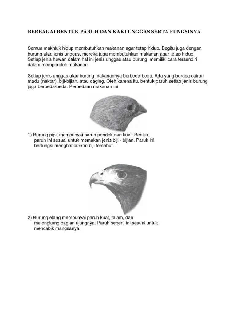 Berbagai Bentuk Paruh Dan Kaki Unggas Serta Fungsinya | PDF