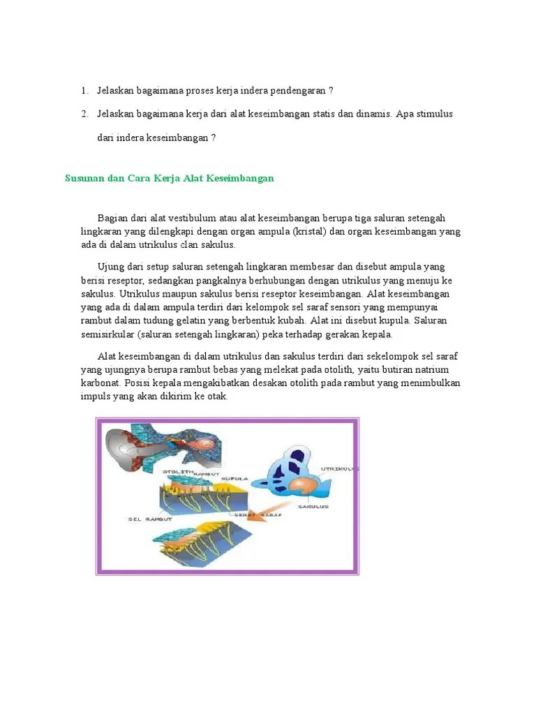 Diskusi Indera | PDF
