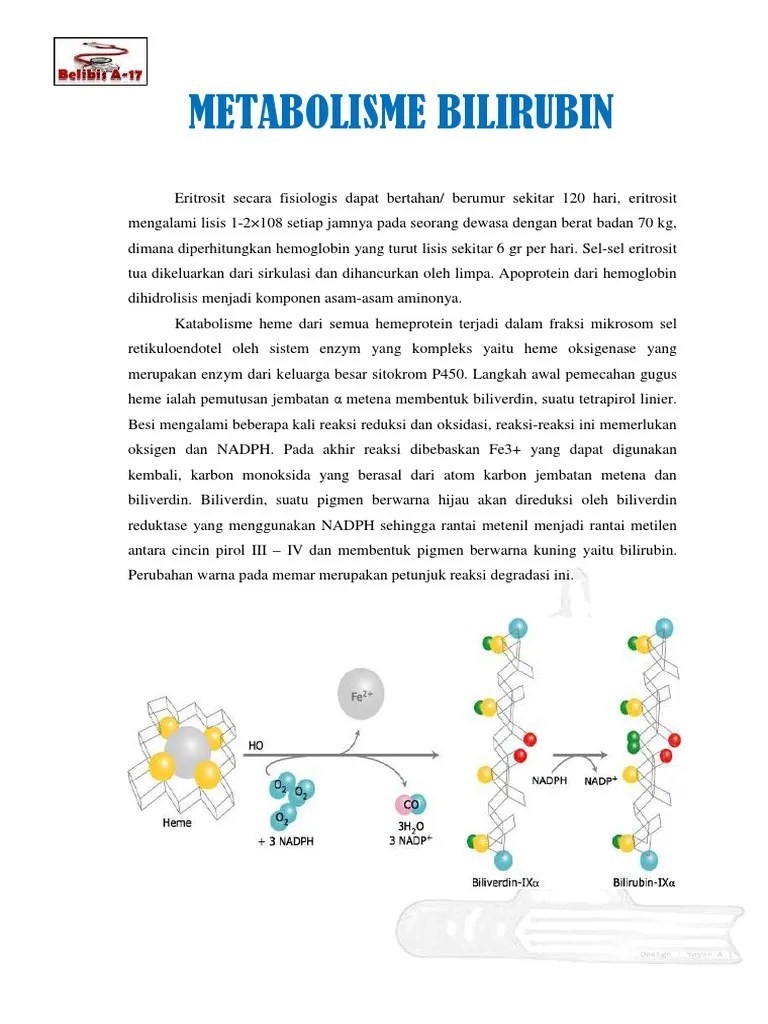 Mekanisme Pembentukan Bilirubin PDF | PDF