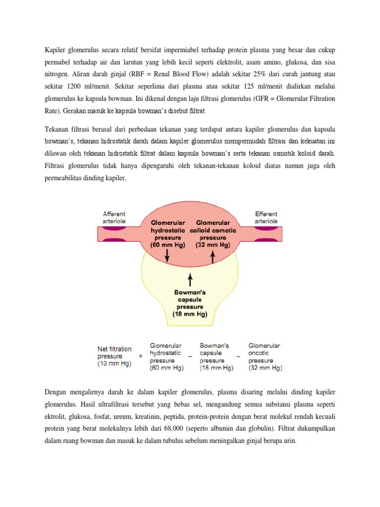 Filtrasi Glomerulus | PDF