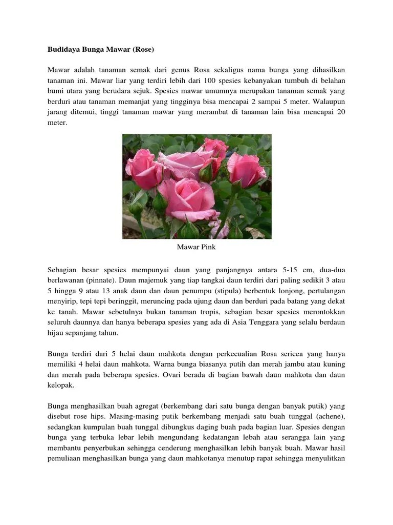 Hortikultura Bunga Mawar | PDF