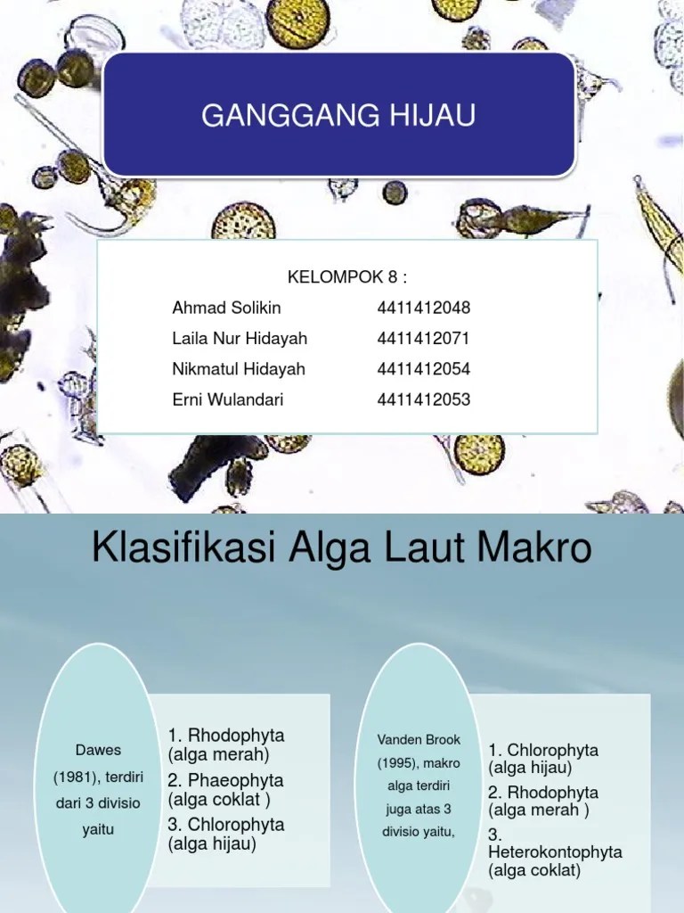 Klasifikasi Ganggang Hijau | PDF