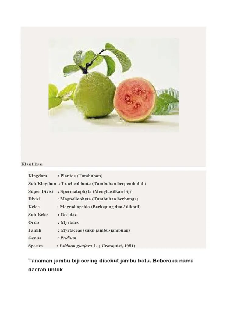 Makalah Metabolisme Primer Dan Sekunder Jambu Biji | PDF