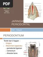 ANATOMI Periodontal | PDF