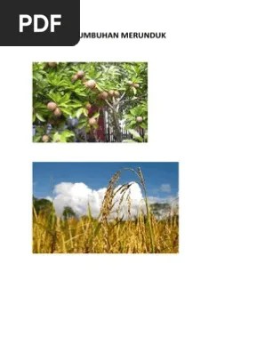 3 Contoh Tumbuhan Merunduk | PDF
