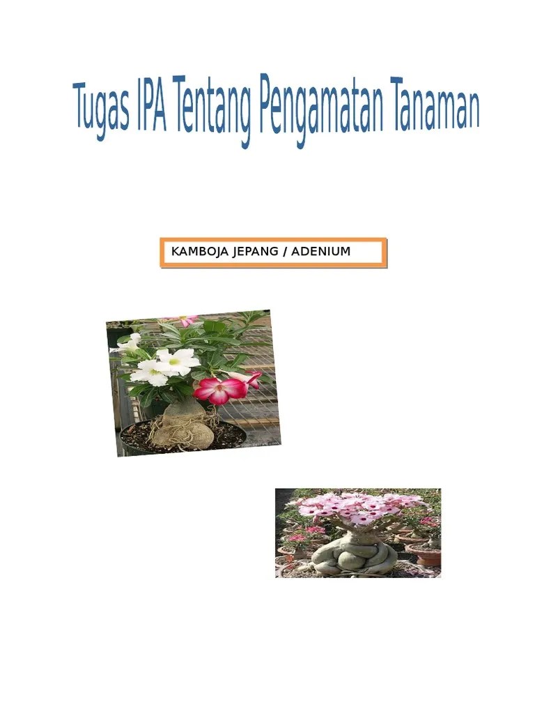 Tanaman Kamboja | PDF