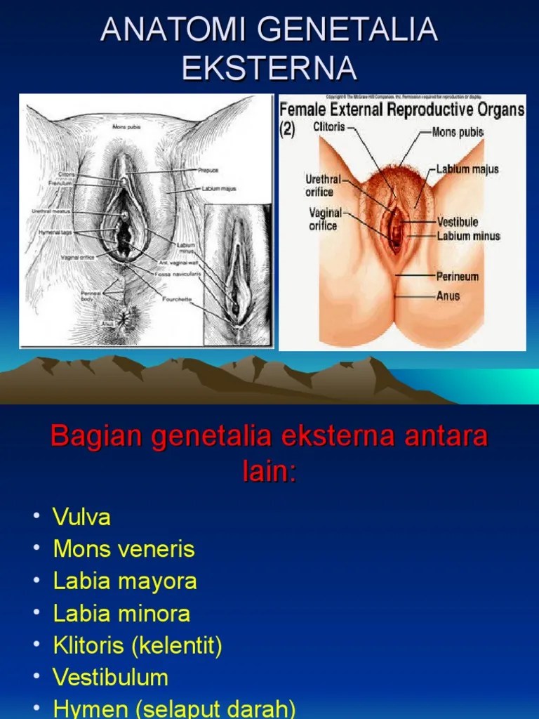Antomi Reproduksi WNT | PDF