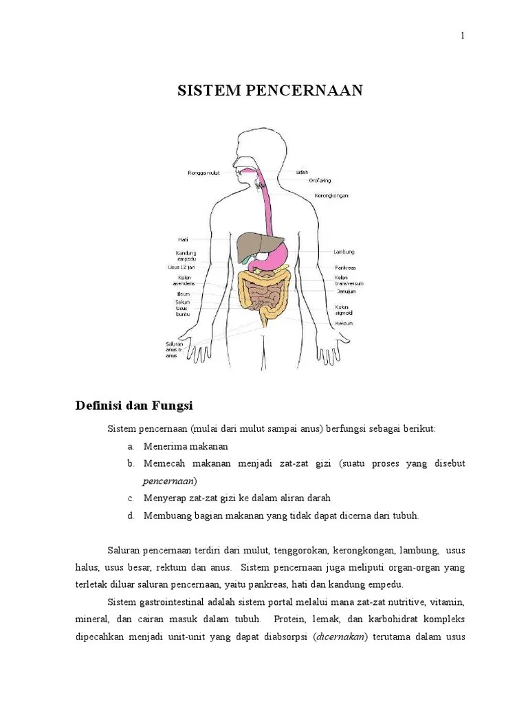 Sistem Pencernaan | PDF
