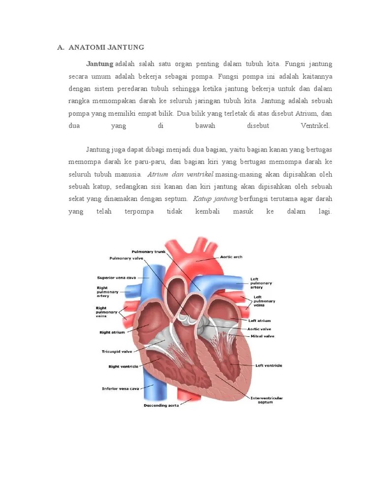 Anatomi Jantung | PDF