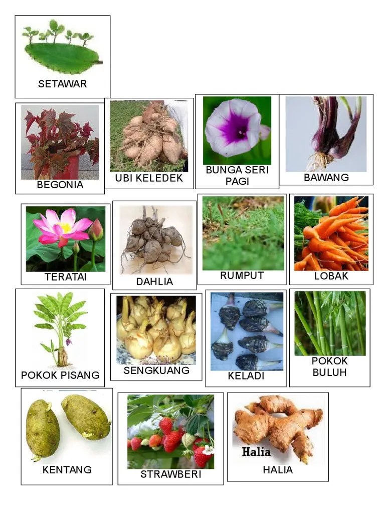 Pembiakan Vegetatif | PDF