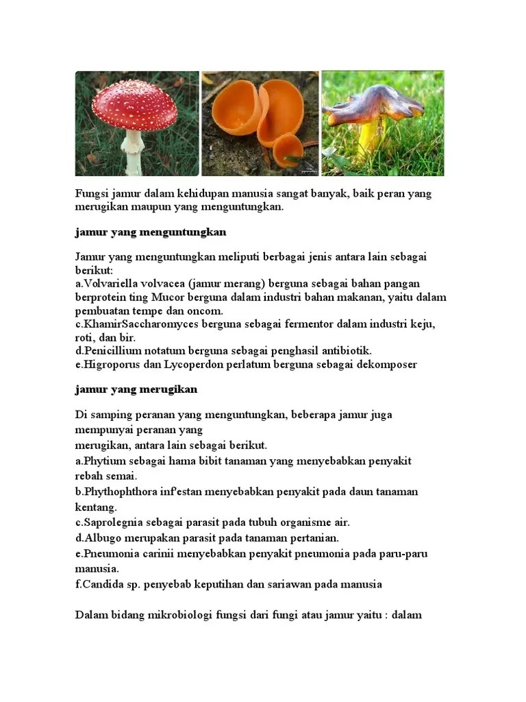 Fungsi Jamur Dalam Kehidupan Manusia | PDF