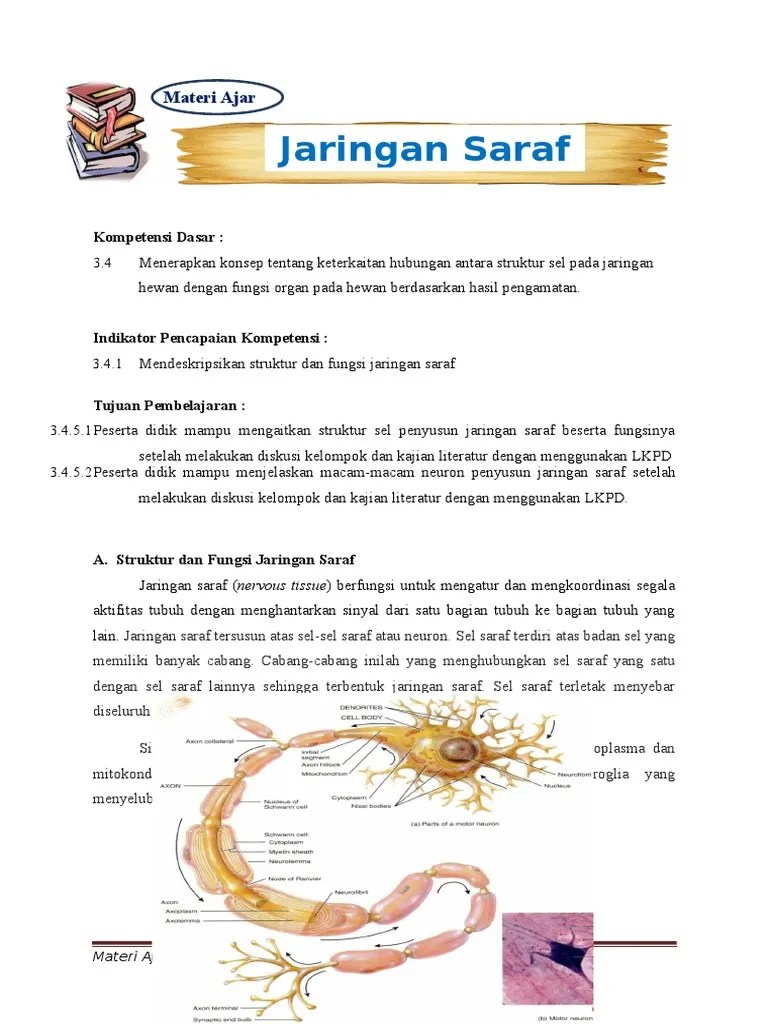 Materi Ajar Saraf | PDF