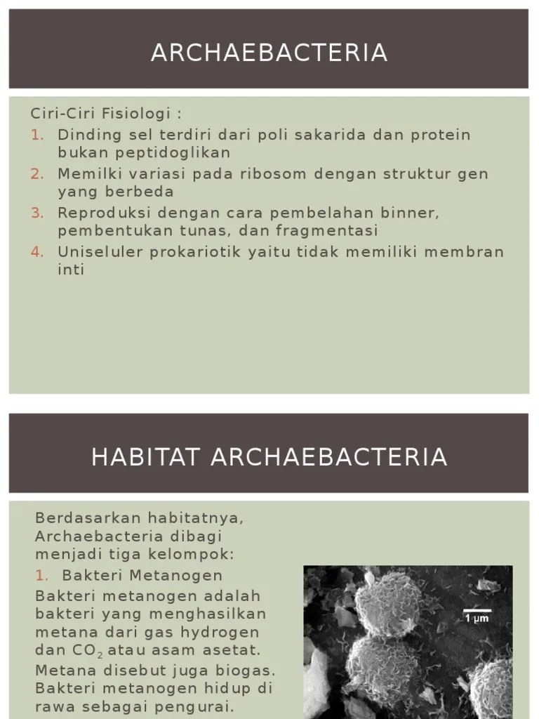 Archaebacteria | PDF