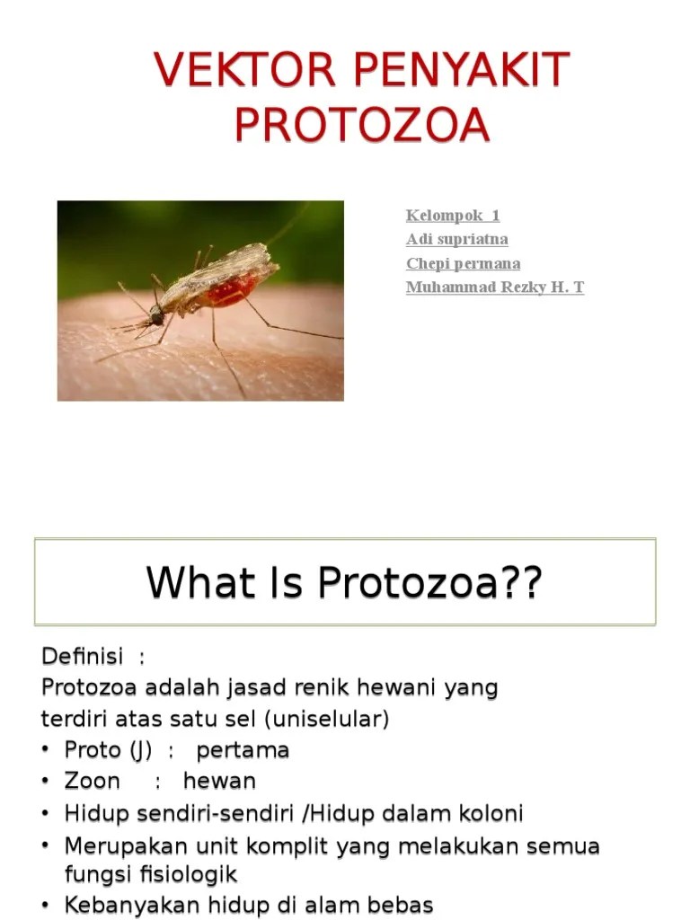 Vektor Penyakit Protozoa | PDF