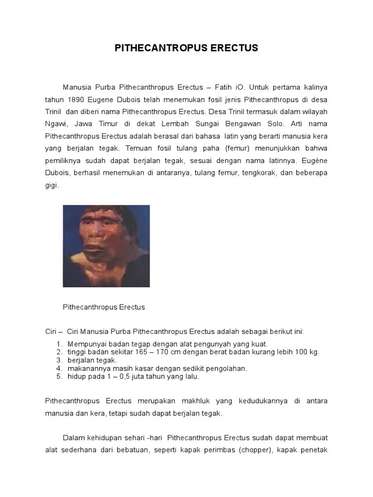 Manusia Purba Pithecanthropus Erectus