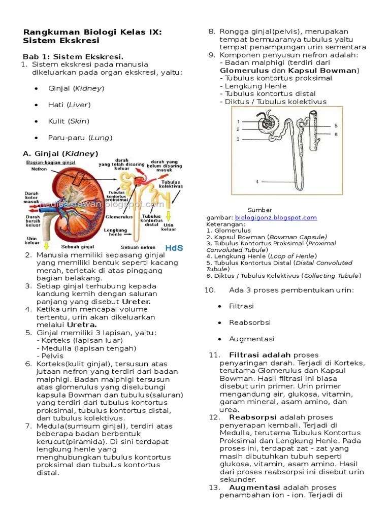 Rangkuman Biologi Kelas Ix Sistem Ekskresi Manusia | PDF