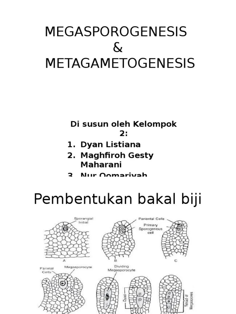 Megasporagenesis &amp; Megagametogenesis | PDF