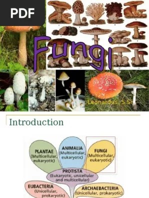 Bab 5 Fungi | PDF