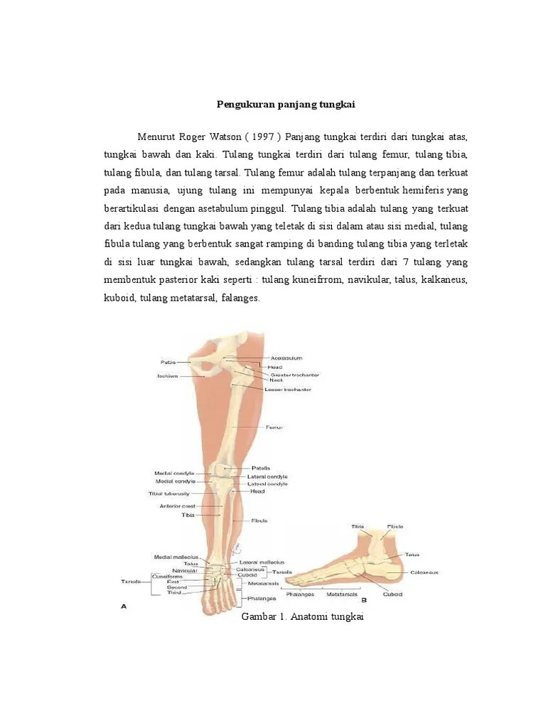 Pengukuran Panjang Tungkai | PDF
