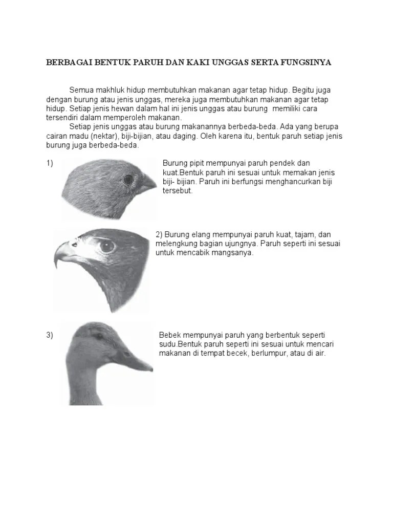 Bentuk Paruh Burung | PDF