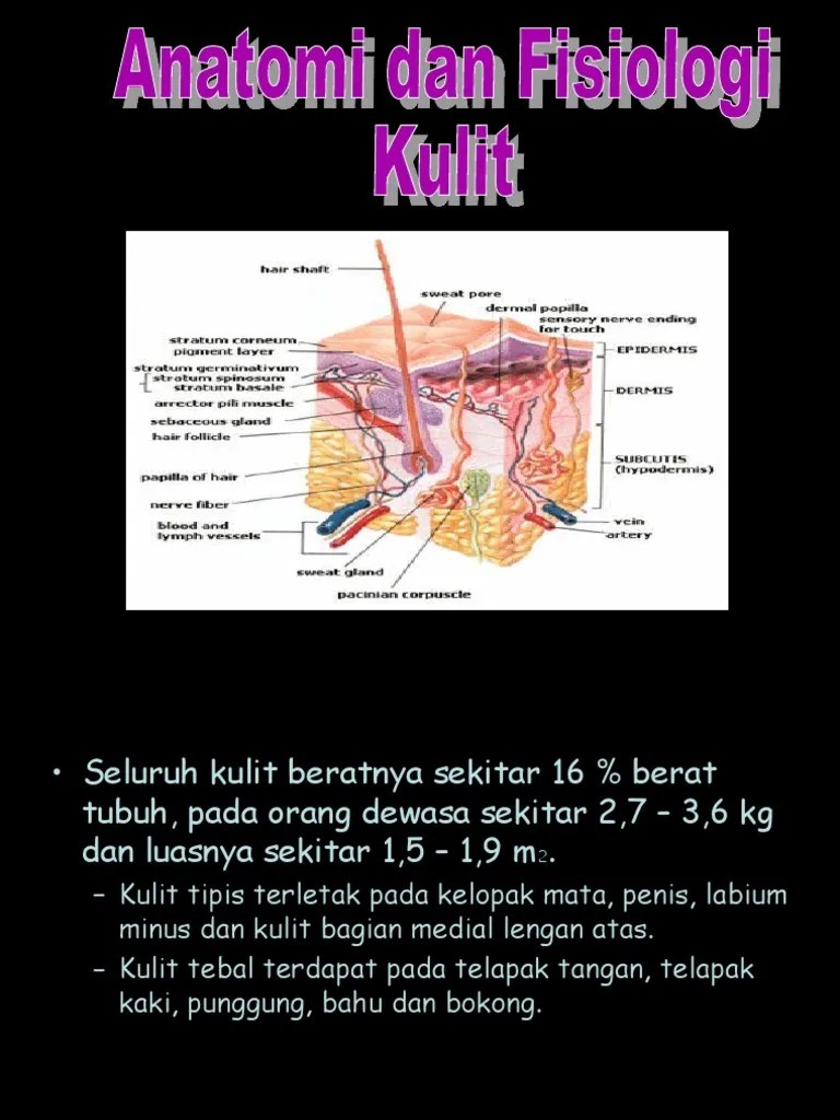 Anatomi Dan Fisiologi Kulit | PDF